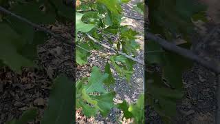 Plants produce air pollution!