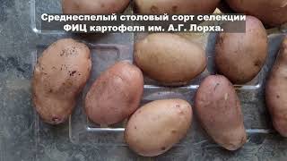 Сорт картофеля Фаворит. Potato seeds Favorit.