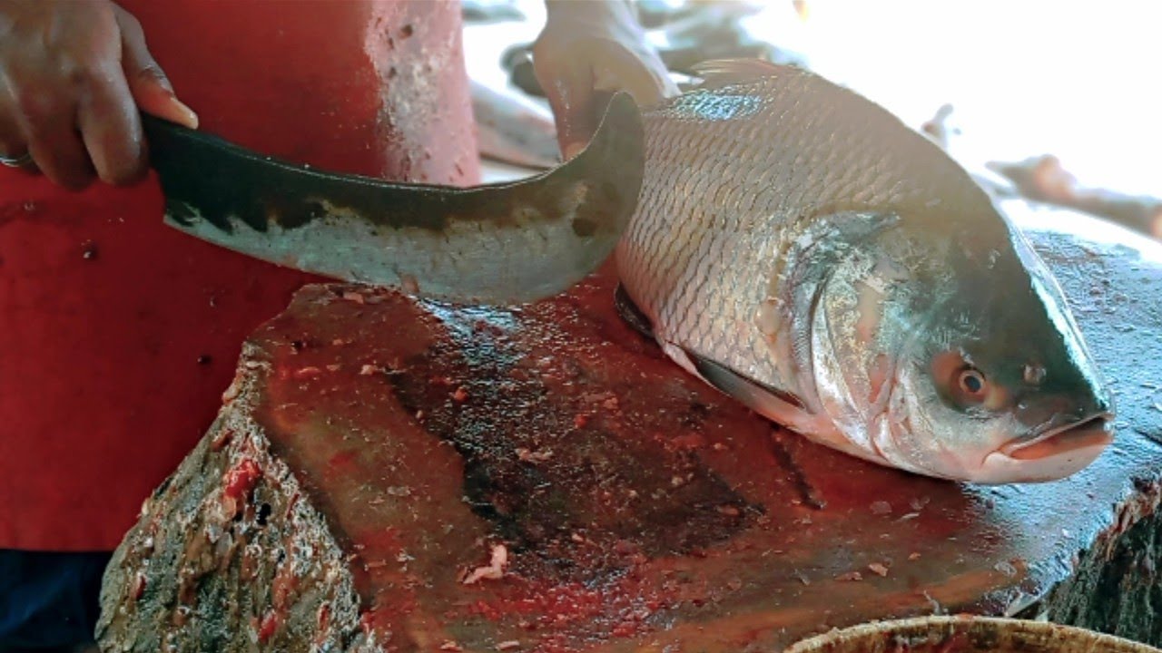 fish cutting and cutting skills|indian carp fish and sweetlips (grouper) fish |cutting master Raja