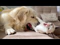 The Funniest Golden Retriever and Kitten Fighting for the Ball