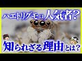 【ゆっくり解説】クモ界のアイドル！？ 「ハエトリグモ」 かわいい 、人になつく！？ しかも益虫！？ その生態と生き方について。