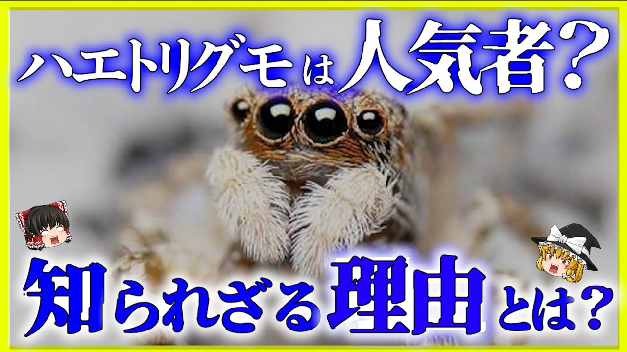 ゆっくり解説 クモ界のアイドル ハエトリグモ かわいい 人になつく しかも益虫 その生態と生き方について Youtube