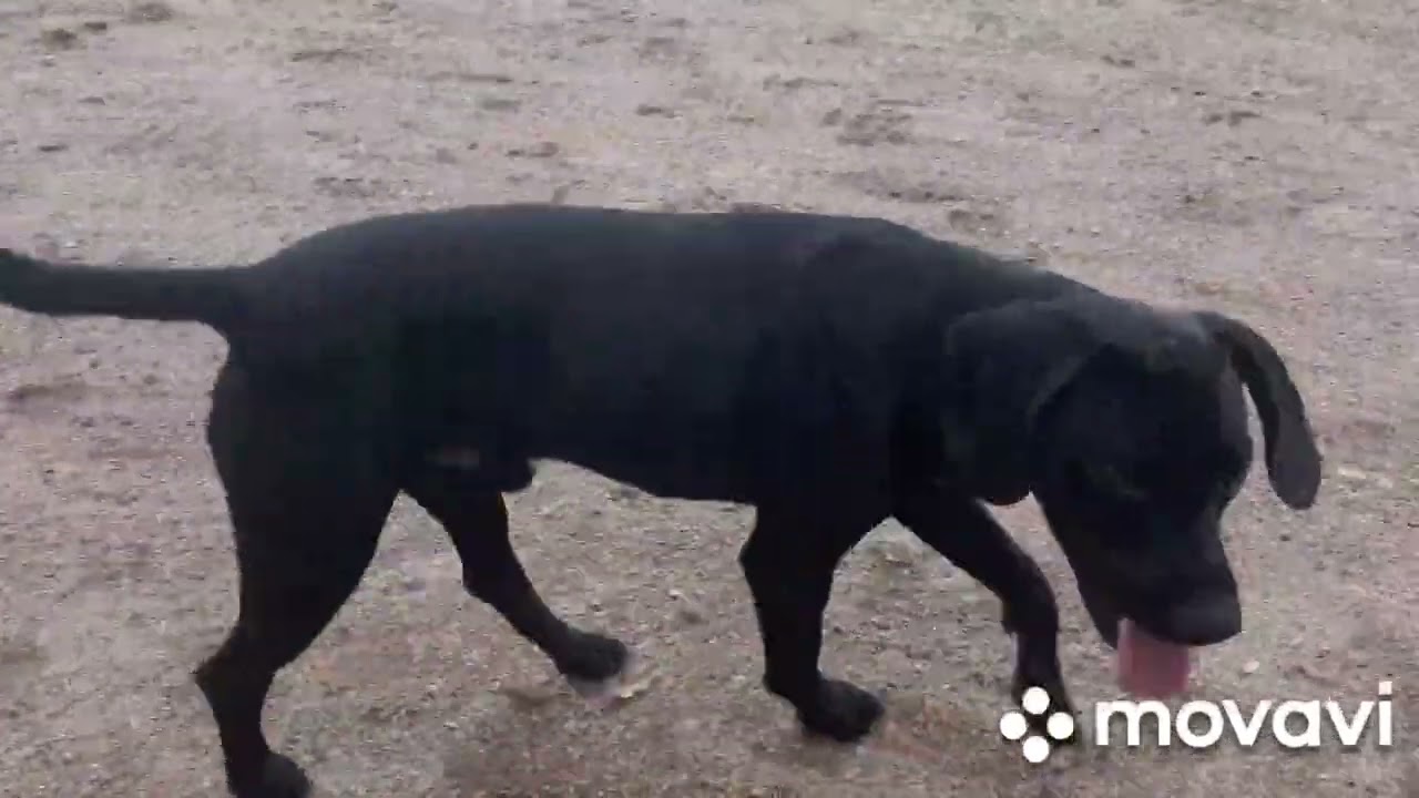 Chibo Dog Замок Цепочка Covid Эндопротезирование Жил Был Пес Моя Жизнь Кино