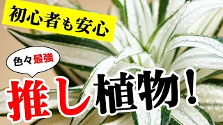 この観葉植物が最強すぎてヤバイ理由！【幸福の木】【ドラセナ】