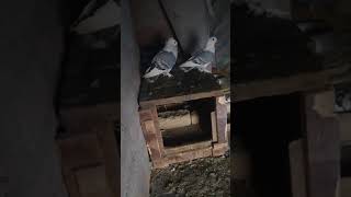 BLUE BAR SENTIENT PIGEON BREED | PIGEONS KASHMIR | KASHMIRI PIGEONS | FANCY PIGEONS