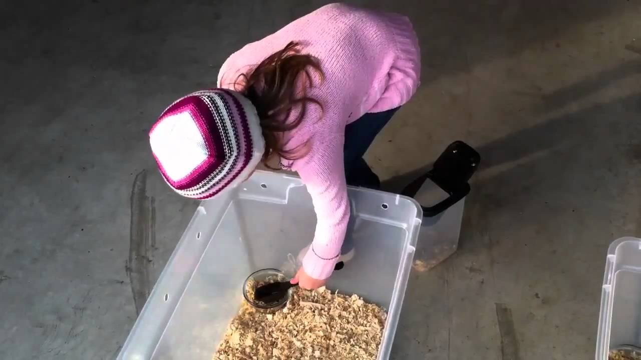 hobby lobby jobs Rat breeding project part 2