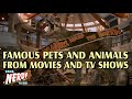 Famous pets and animals from movies and TV shows