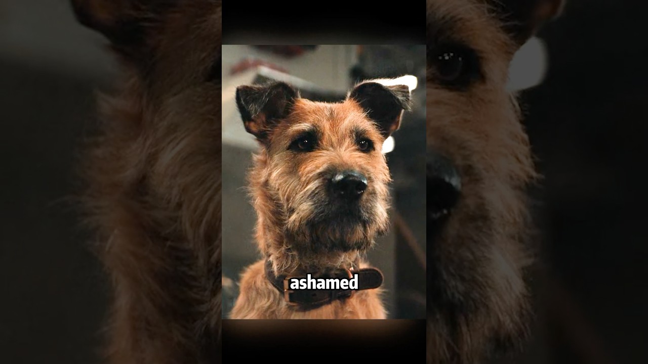 Owner does heartwarming thing for dog before dying 