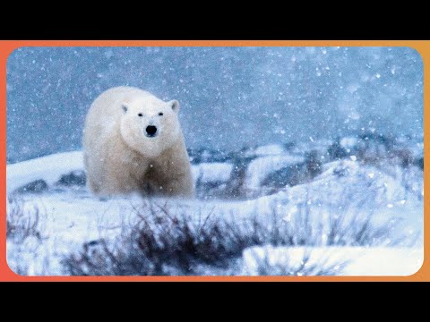 How Animals Survive In Extreme Climates | Masters Of The Wild documentary thumbnail