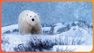 How Animals Survive In Extreme Climates | Masters Of The Wild | Real Wild