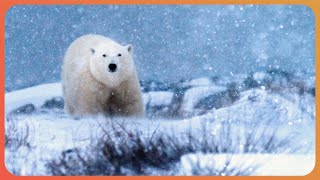 HOW ANIMALS SURVIVE IN EXTREME CLIMATES