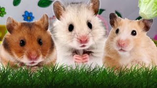 Cute Hamster Collection, dolllike pets