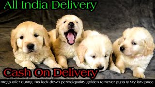 dogs at cash on delivery 2020 || golden retriever || all india delivery || spf screenshot 2