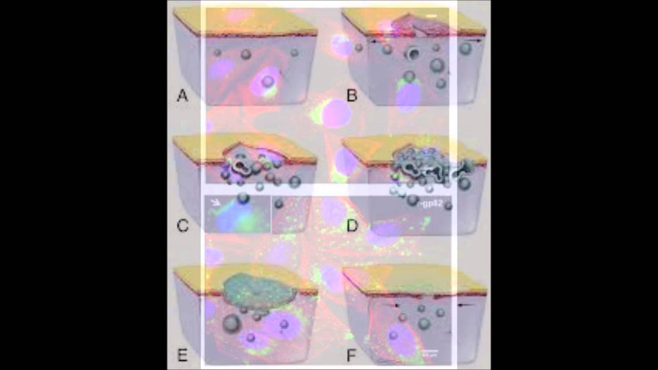 Biology Lysosome Project - YouTube