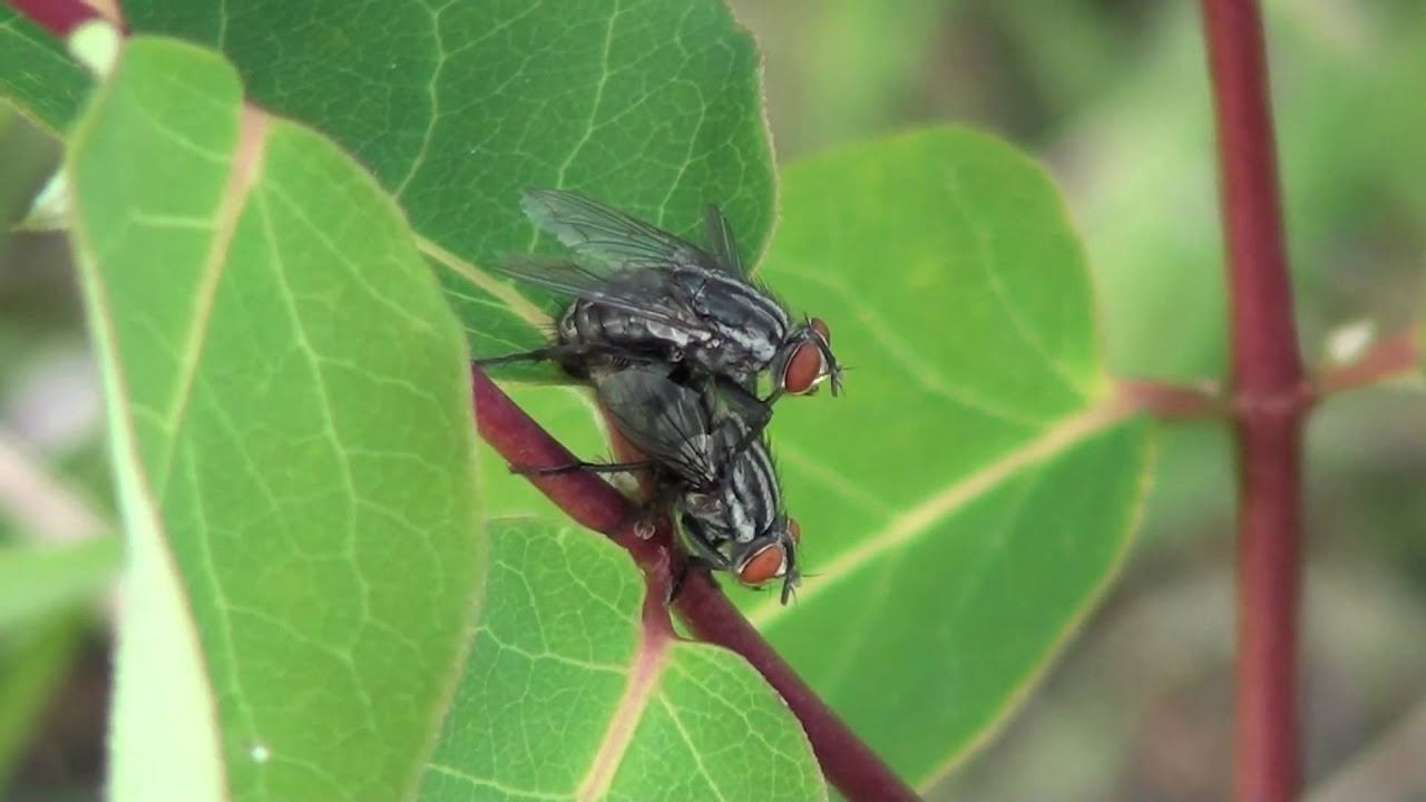 Flesh Fly (Sarcophagidae: Sarcophaga) Mating