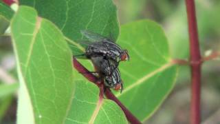 Flesh Fly (Sarcophagidae: Sarcophaga) Mating