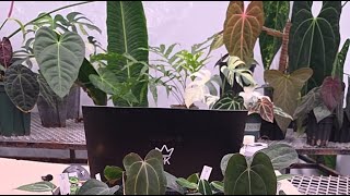 감사합니다! 2만 기념 방송
