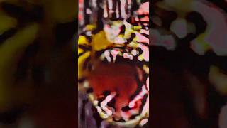 Dinocroc Vs Piranhaconda