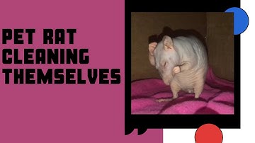 Rat cleaning itself in slow motion