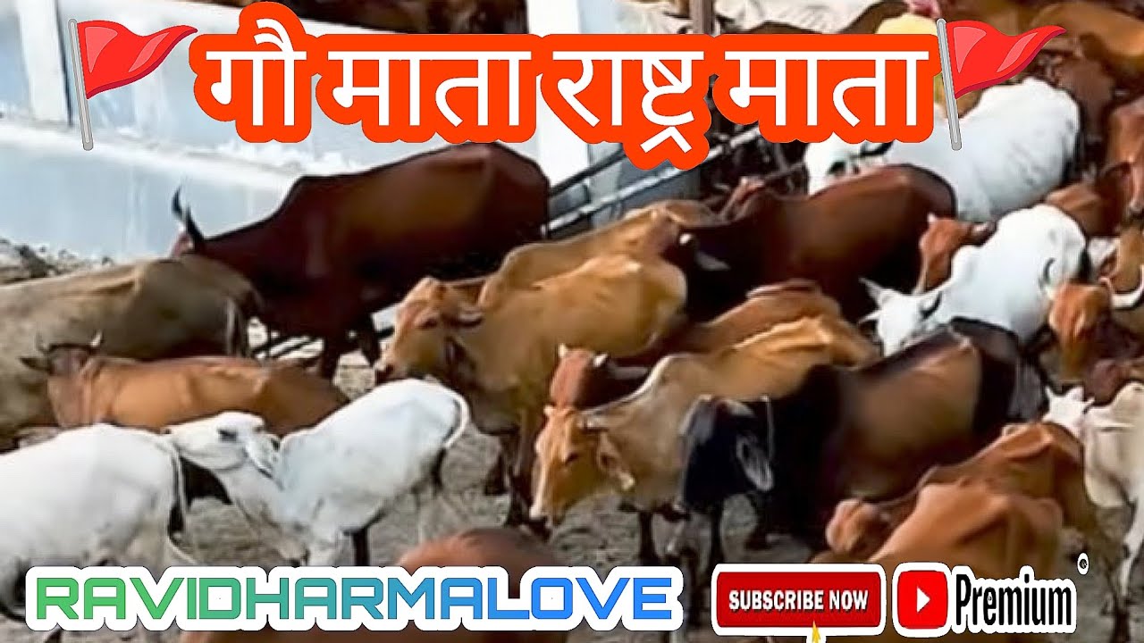 गौ माता राष्ट्र माता🚩🙏Jai Siya Ram #ravidharmalove #gaumata #gauseva 