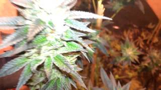 Chem 91 Greenhouse harvest