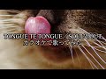 【ヒトカラです】TONGUE TE TONGUE/SOUL'd OUT