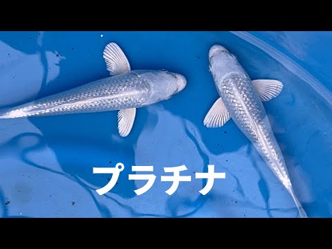 hqdefault.jpg?v=65f6a5ef