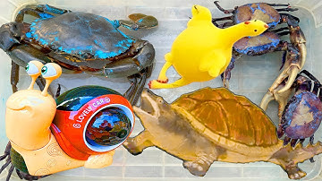 Kem Ốc Chanel và con cua cắp con rùa, cứu ốc sên, con cá, con ếch, cá sấu hỏa tiễn, con rắn, con mèo