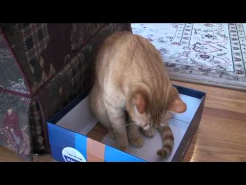 Cat Tank Wars   Mission Kibble