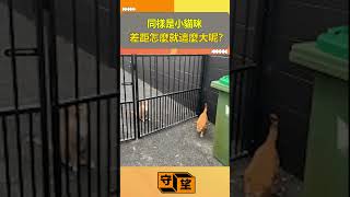 同樣是小貓咪差距怎麼就這麼大呢守望好萊塢