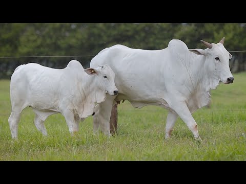 LOTE 203 - CSCF 6120