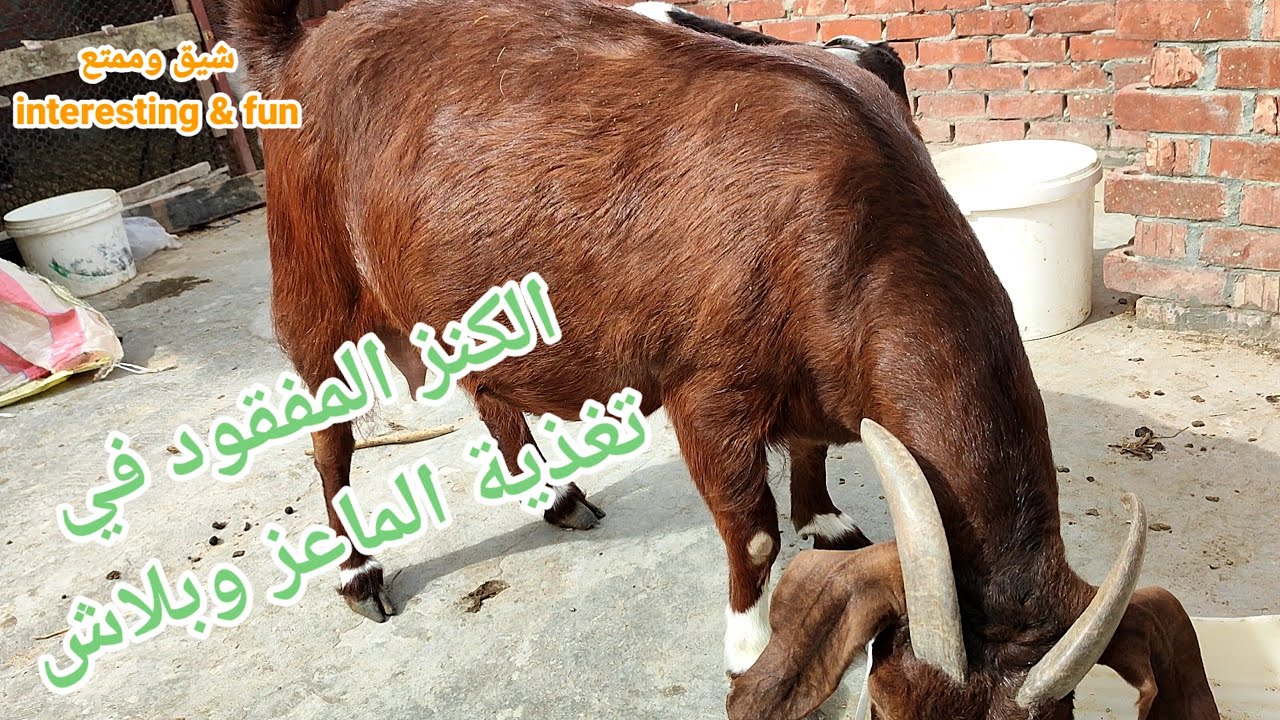 الكنز المفقود في تغذية الماعز والاغنام وموجود في كل مكان !!!