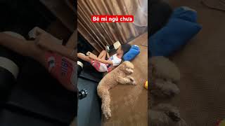#dethuong #dongvat #vairalshort #poodle #vuichoicungcon #cute #tintuc #xuhuongyoutube #trending #pe