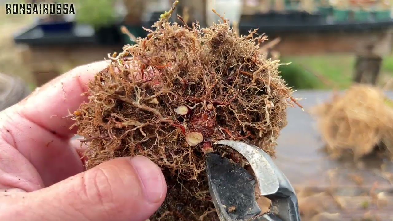 【KED】雰囲気良し #盆栽 #bonsai