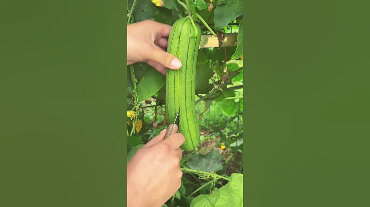 Grow Your Own Sponges: Loofah Harvest Day #satisfying #farmingsecrets