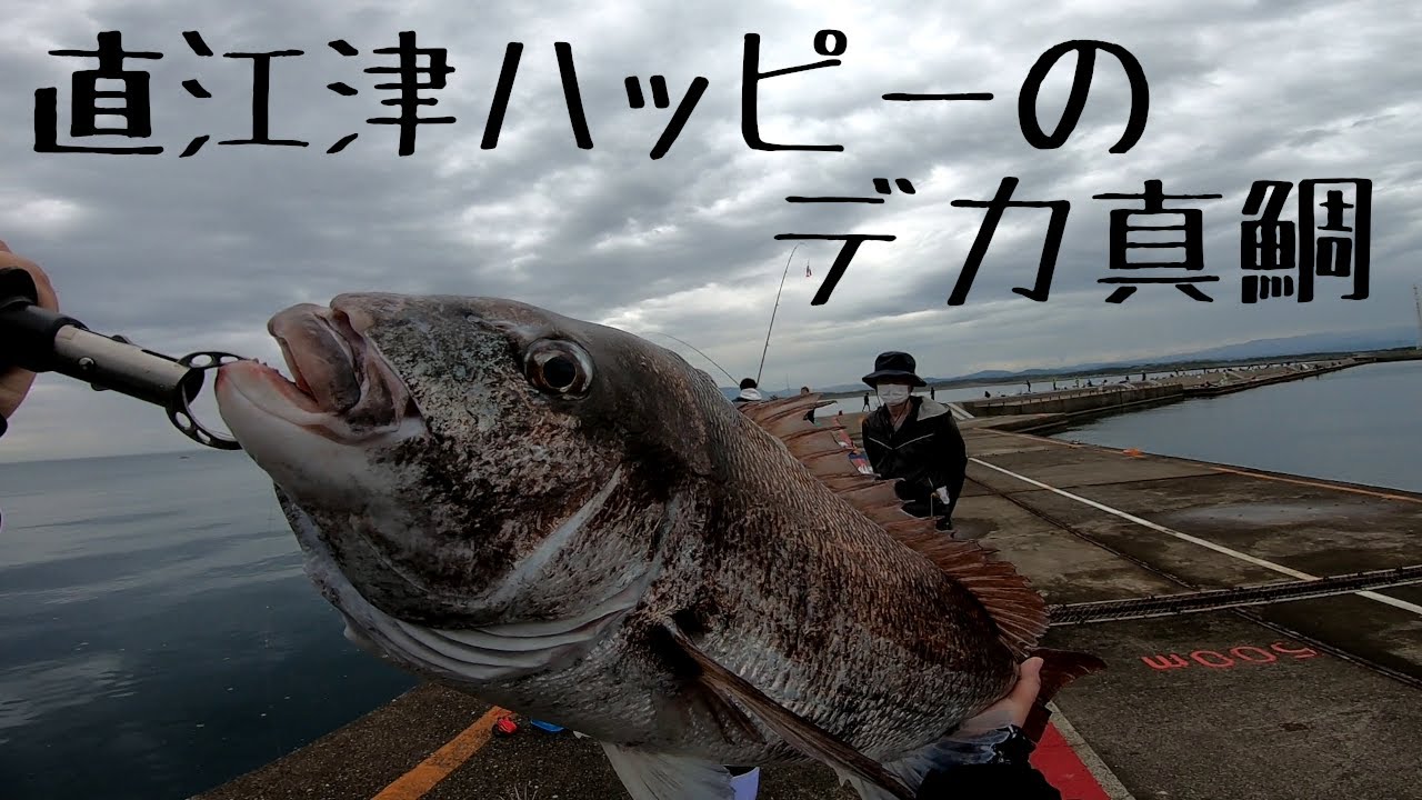 ４号ハリスで真鯛とゴリ巻き勝負【両軸遠投カゴ釣り】直江津港第３東防波堤