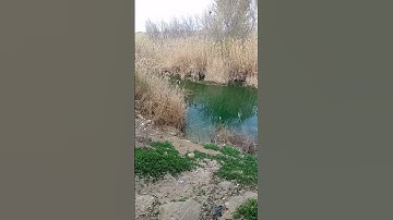 تلاوة مرئية على ضفاف نهر الفرات||#موسى_المزعل #اكتب_شيء_تؤجر_عليه