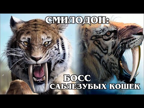 САБЛЕЗУБЫЙ ТИГР (СМИЛОДОН): Вожак среди саблезубых кошек | Факты про доисторических животных