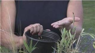 Edible Gardening : How to Grow Flax Seed