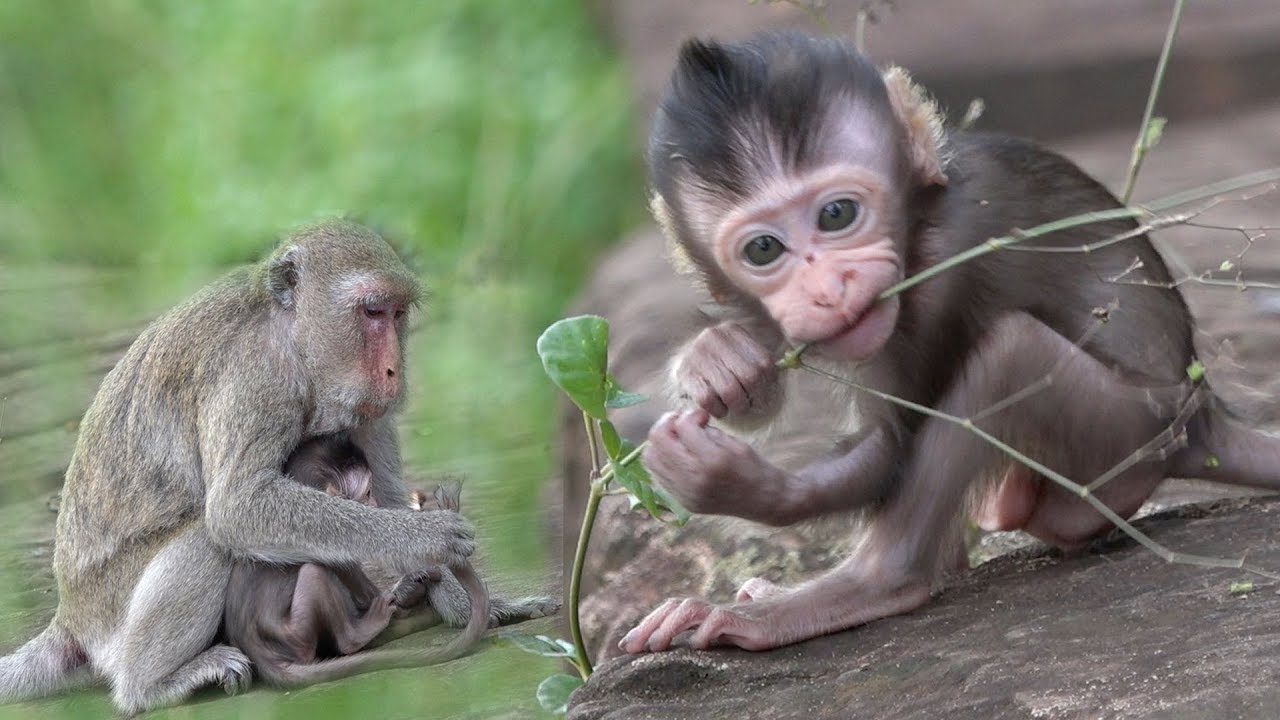 Cute Baby Monkey | Smart And Cute Baby Monkeys Learn To Find Food