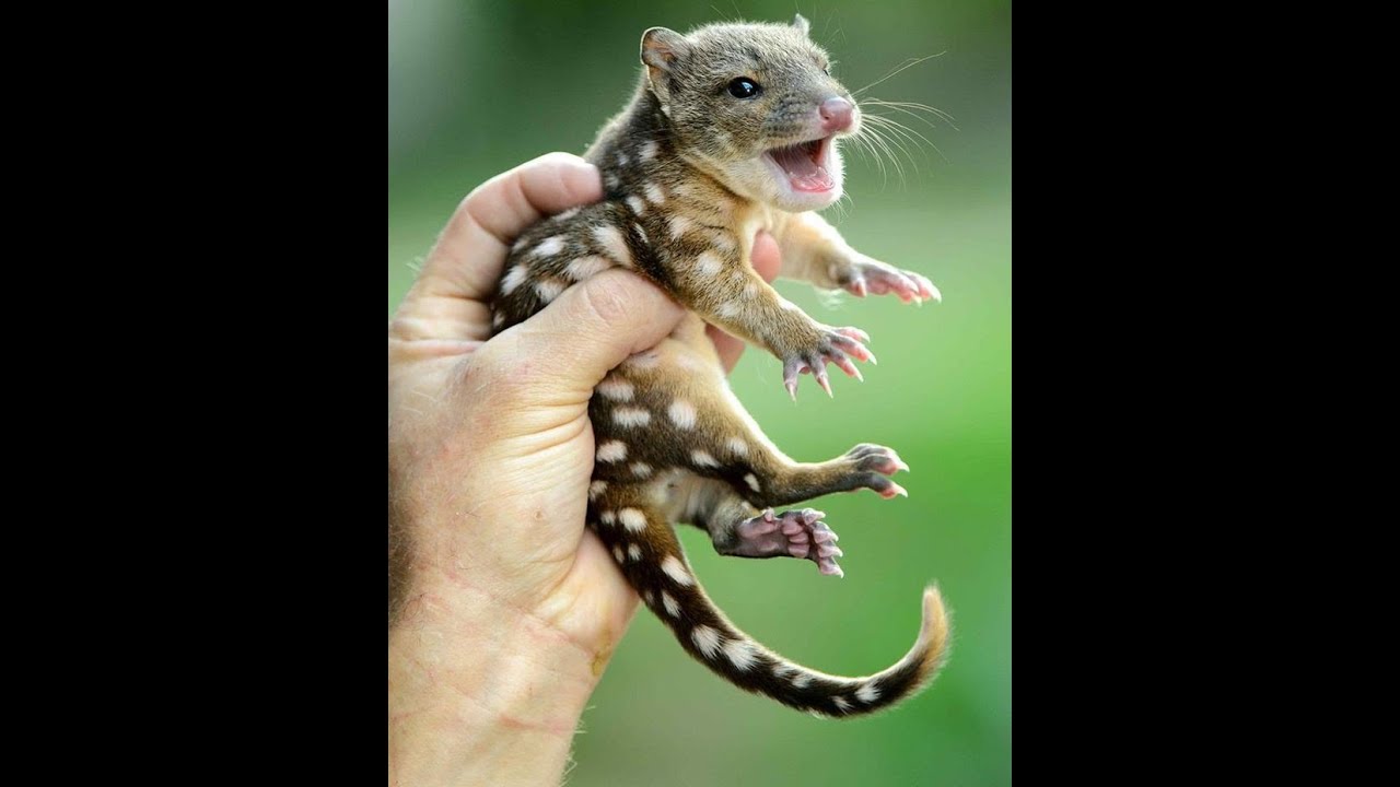 Пятнистохвостая сумчатая куница