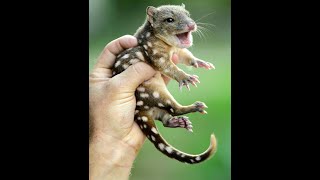 Пятнистохвостая сумчатая куница