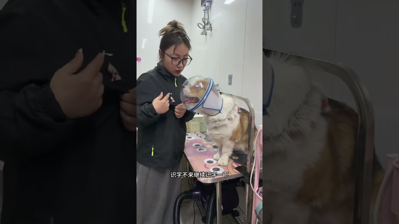 The pig during the Spring Festival is easier to press than him. The owner knows the wh