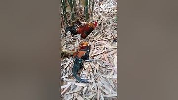 Yo hav zoov cuab qaib qus 9-2-2021