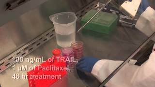 MISSION esiRNA for RNAi Screening in Mammalian Cells