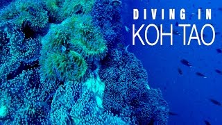 Diving In Koh Tao Sumupawesome