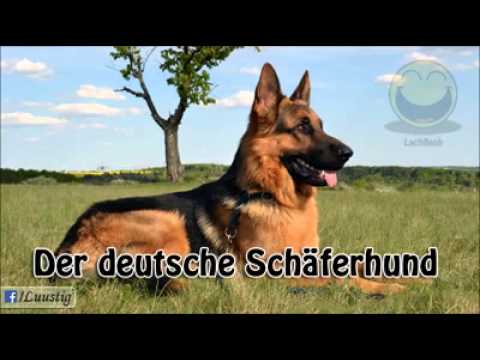 Resultado de imagen de Deutscher Schäferhund