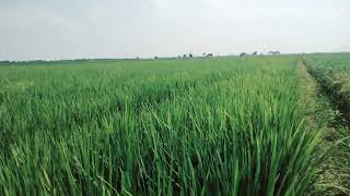 Padi Ciherang Jumbo#sawah #jenispadi#ir10