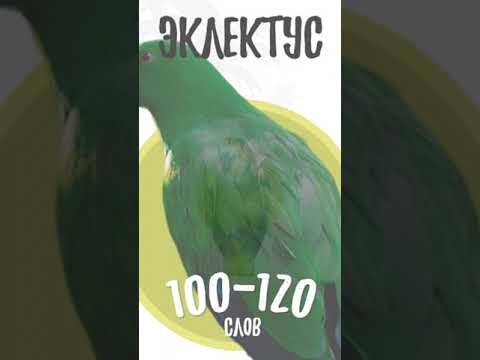 Порода серых попугаев