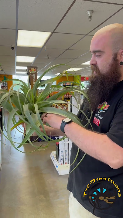 What would YOU do with an airplant this HUGE? 😮🪴 #plant #bioactive #terrarium #airplant